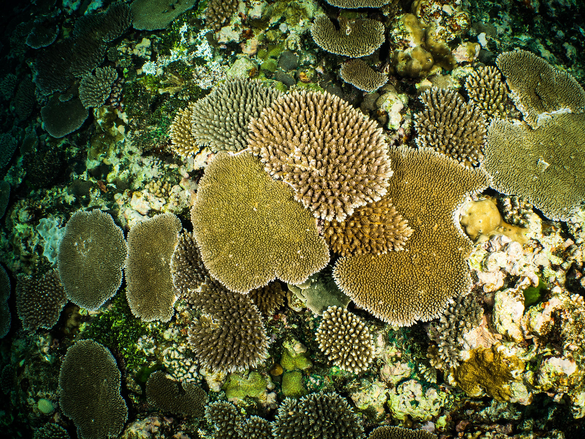 Save_Cayman-7