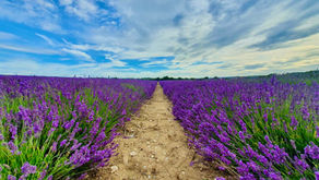 Lullingstone, Lakes and Lavender