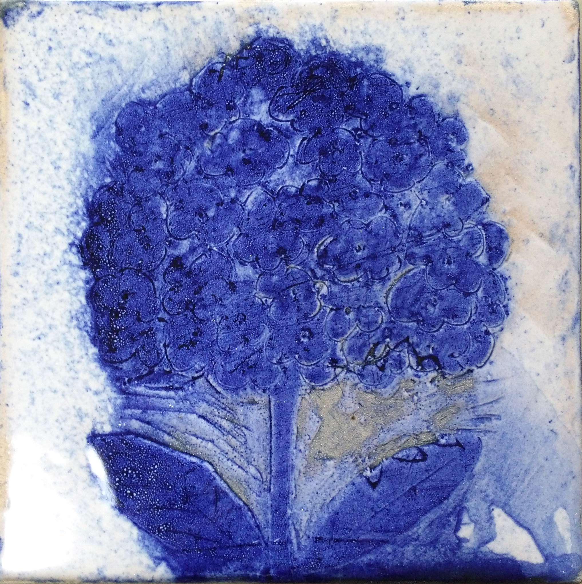 Hydrangea
