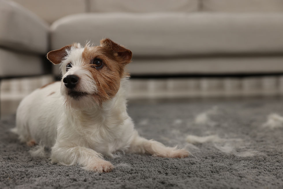 Schattige hond ligt thuis op het tapijt met dierenhaar.