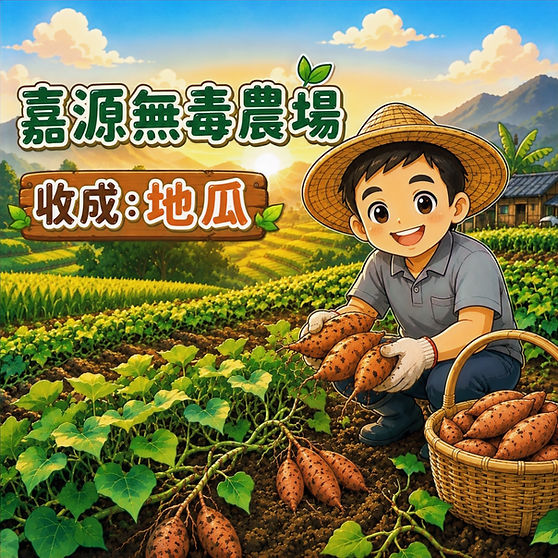 Q版收成地瓜18MAY2026_edited.jpg