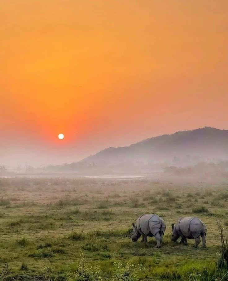 Kaziranga Tour Package