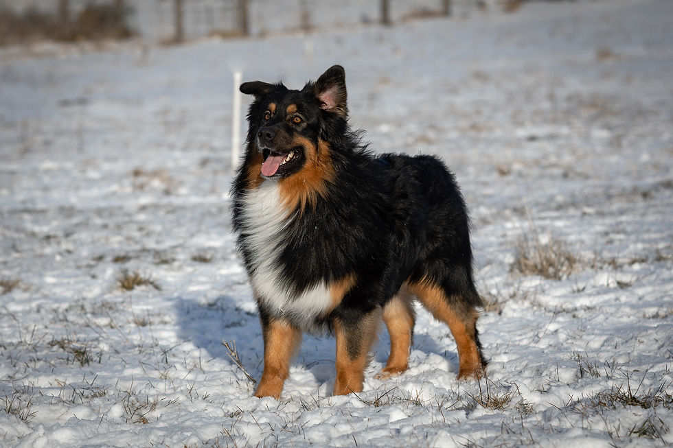 Wyatt5