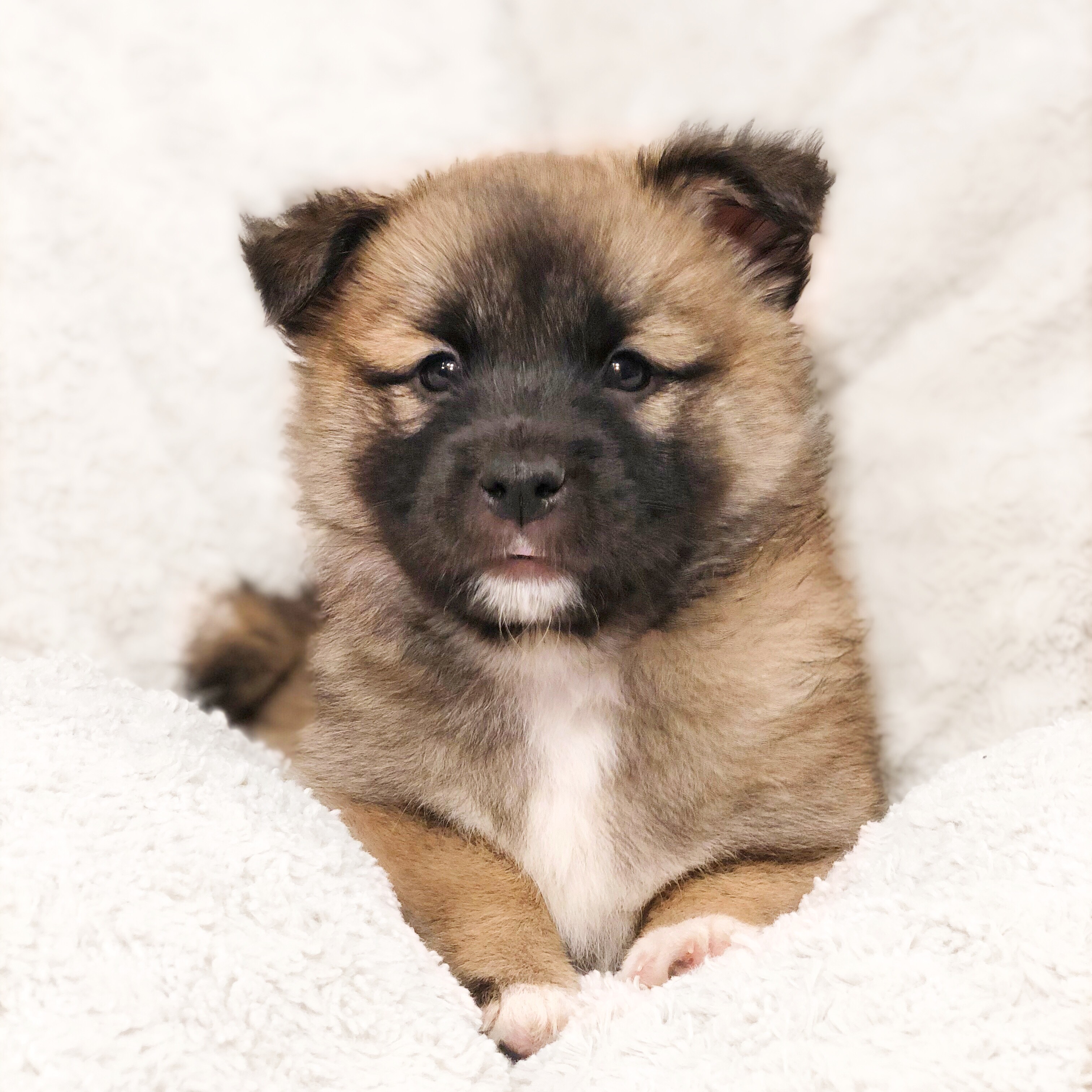 little furry puppies