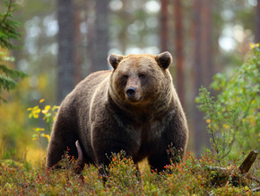 Bear Safety: Camping in a Teardrop