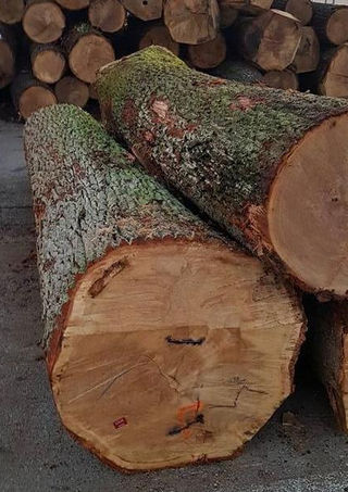 Oak