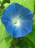 1 (BLUE) (COPING) blue flower and green leaves.jpg