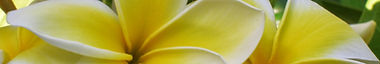 5 b (IMPROVING) (PALE YELLOW).JPG