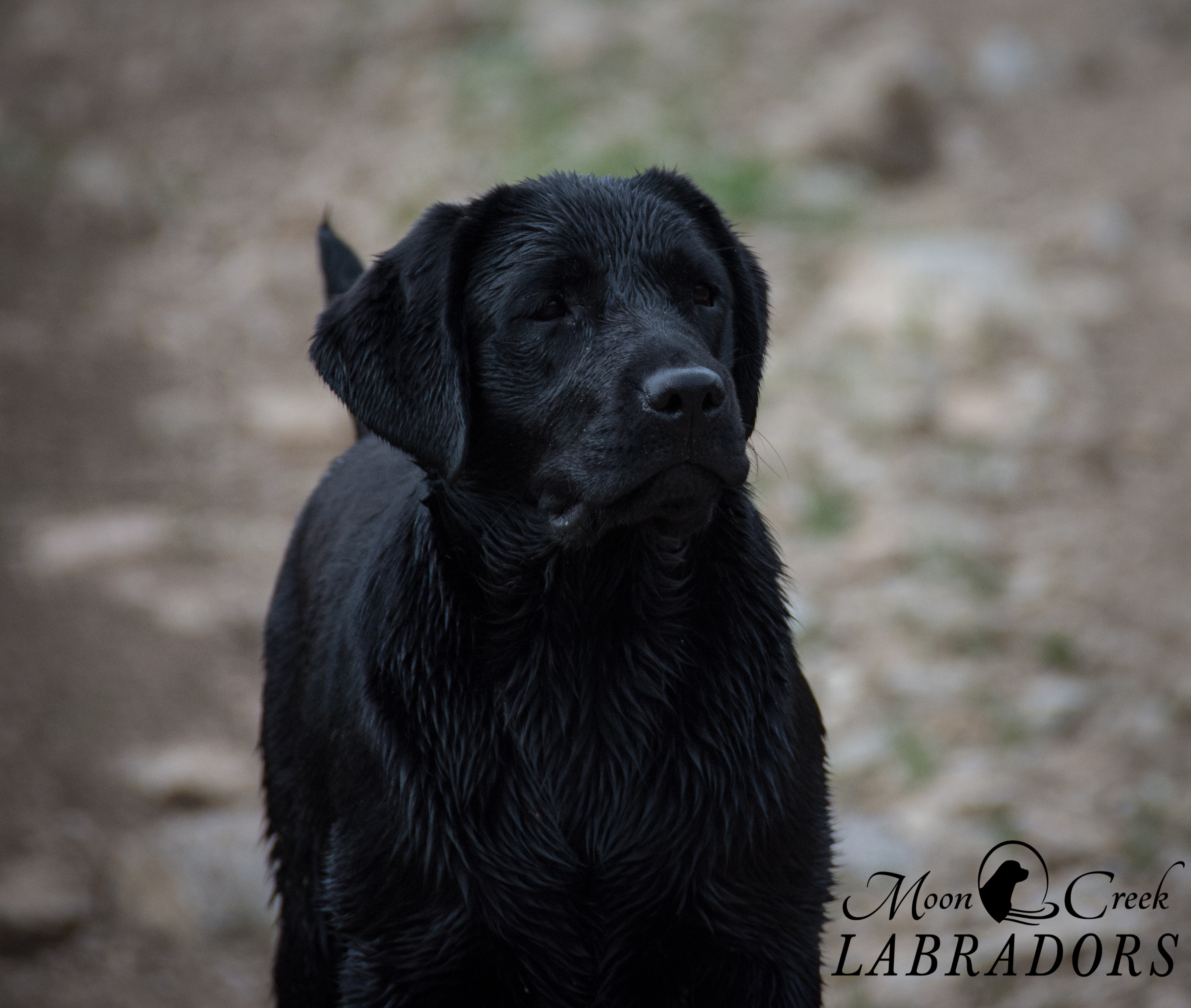 moore english labradors