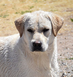 Idaho Lab Breeders I Lab Puppies I Labrador Breeder I English Lab Puppies I English Lab Breeder I Idaho Lab Breeder