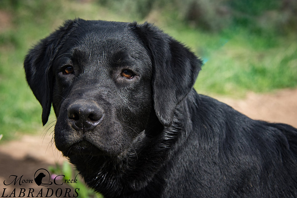 English Lab Breeder Utah