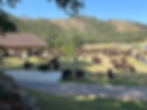 A Bison Heard Takes Over Custer State Park