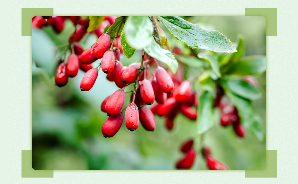 Thumbnail: Black Swan Berberine Capsules - Supports Healthy Blood Sugar & Cholesterol Leve