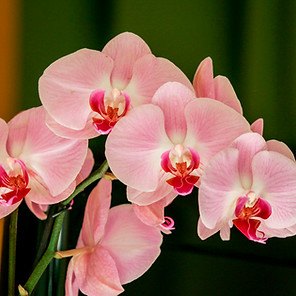 Cindy Ferreira Santos.jpg