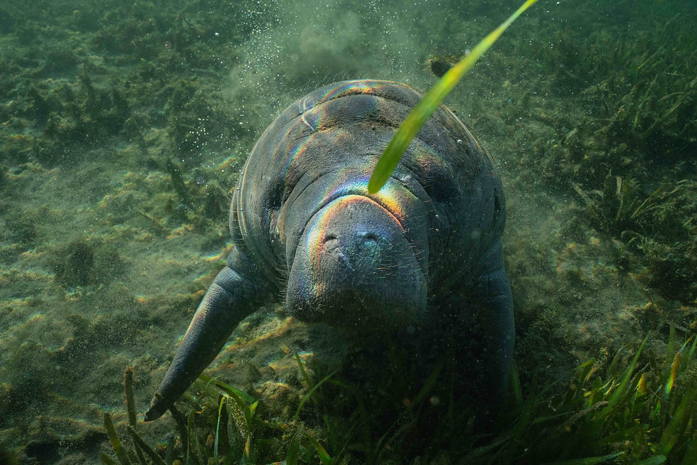Manatee Calf in the Summer