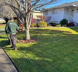 crew member mowing a front lawn with leaves on it