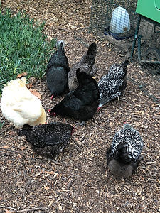 Chickens 6.23.20.jpeg