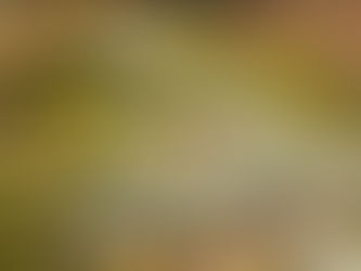 Pathway through the woods near Chesapeake Bay