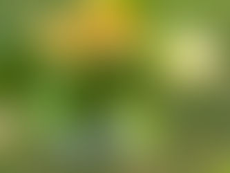 Petrichor, Bird Songs and Reclaiming Truth