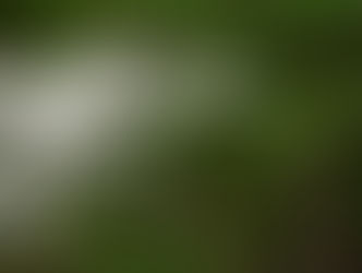 The Greening of the Landscape