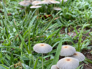 Delicate Mushroom Pungent Message