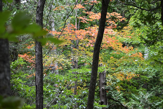 DSC_0655.JPG