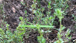Praying Mantis hiding in my garden