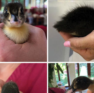 Windlesham Times July 2022