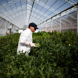 Cannabinoids are the next big thing in the pot industry. But who can mass produce them?