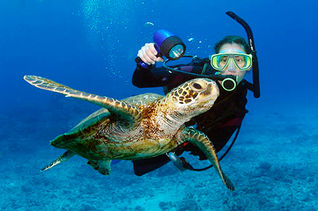Diver and Turtle.jpg