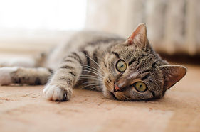 cat-3038254.jpg