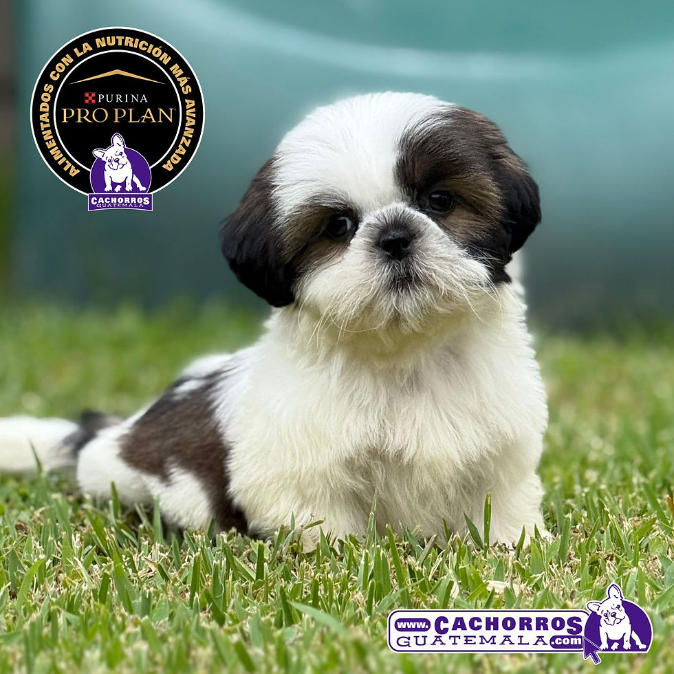 Miniatura: Precioso Shih Tzu