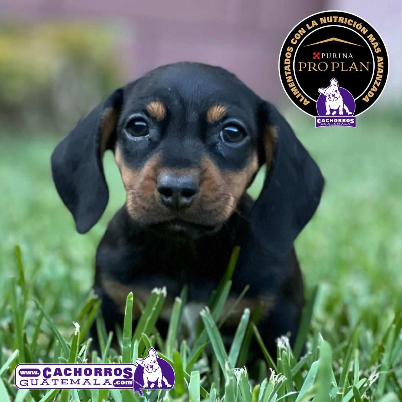 Preciosa Dachshund (Salchicha)