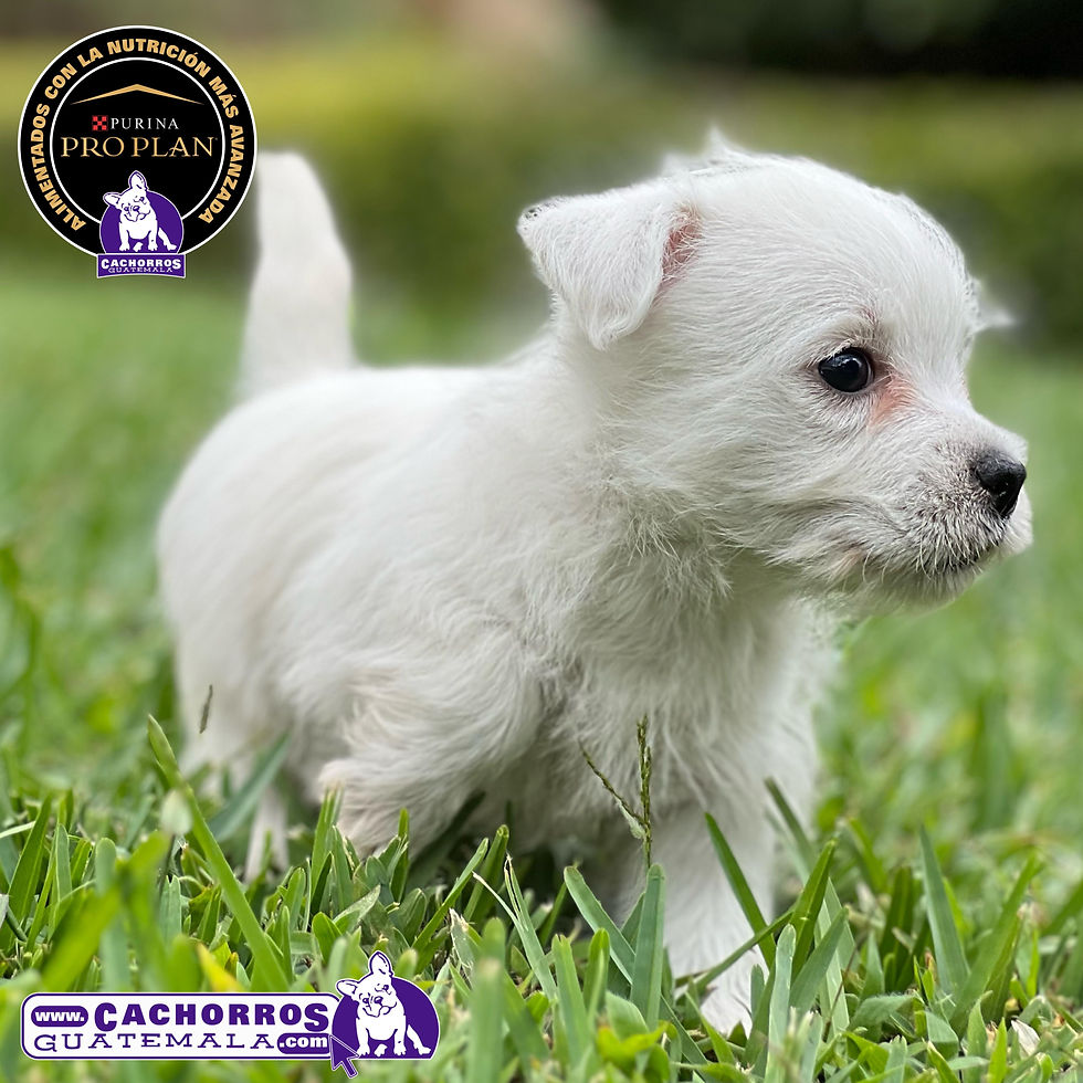 Miniatura: Espectacular Westy