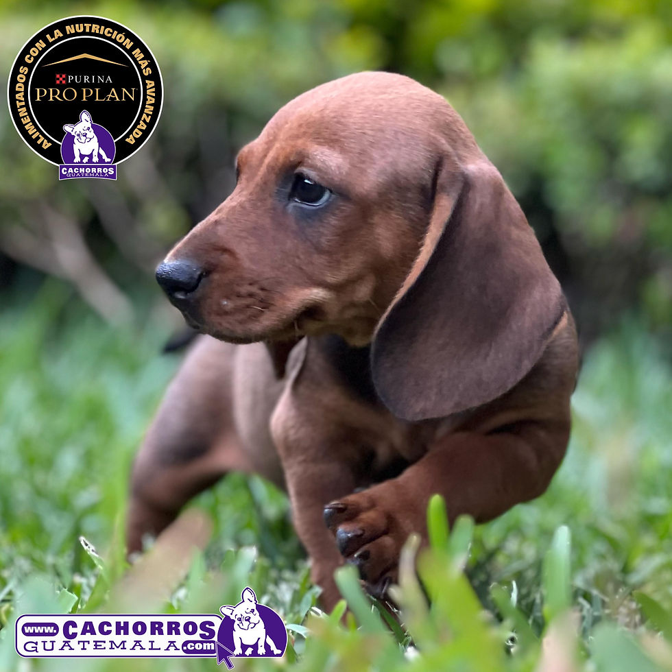 Miniatura: Guapo Dachshund (Salchicha)