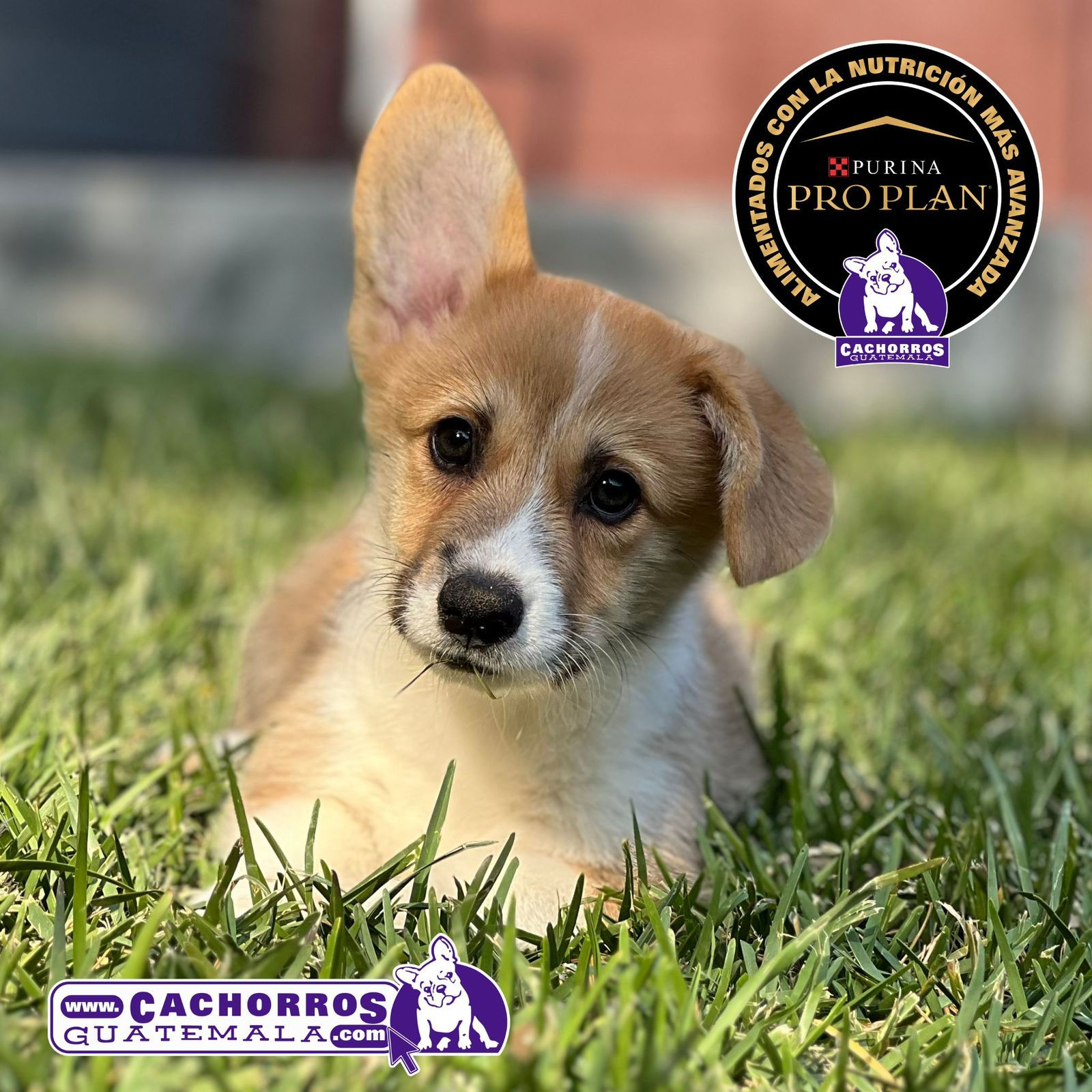 Guapo Welsh Corgi Pembroke