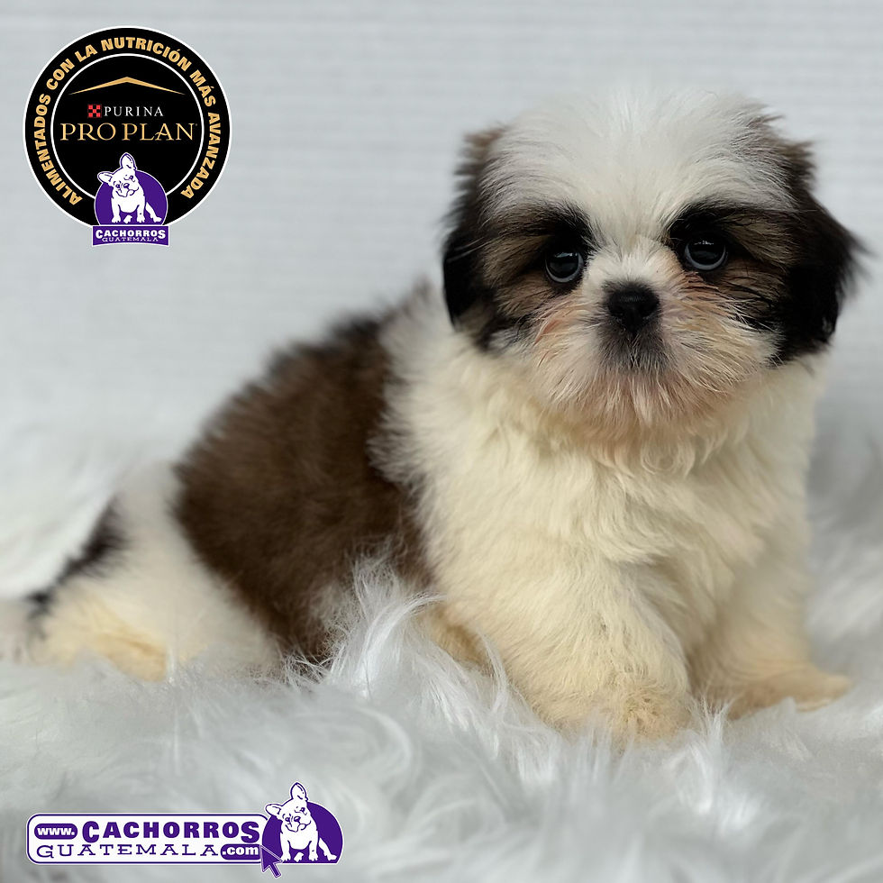 Miniatura: Preciosa Shih Tzu