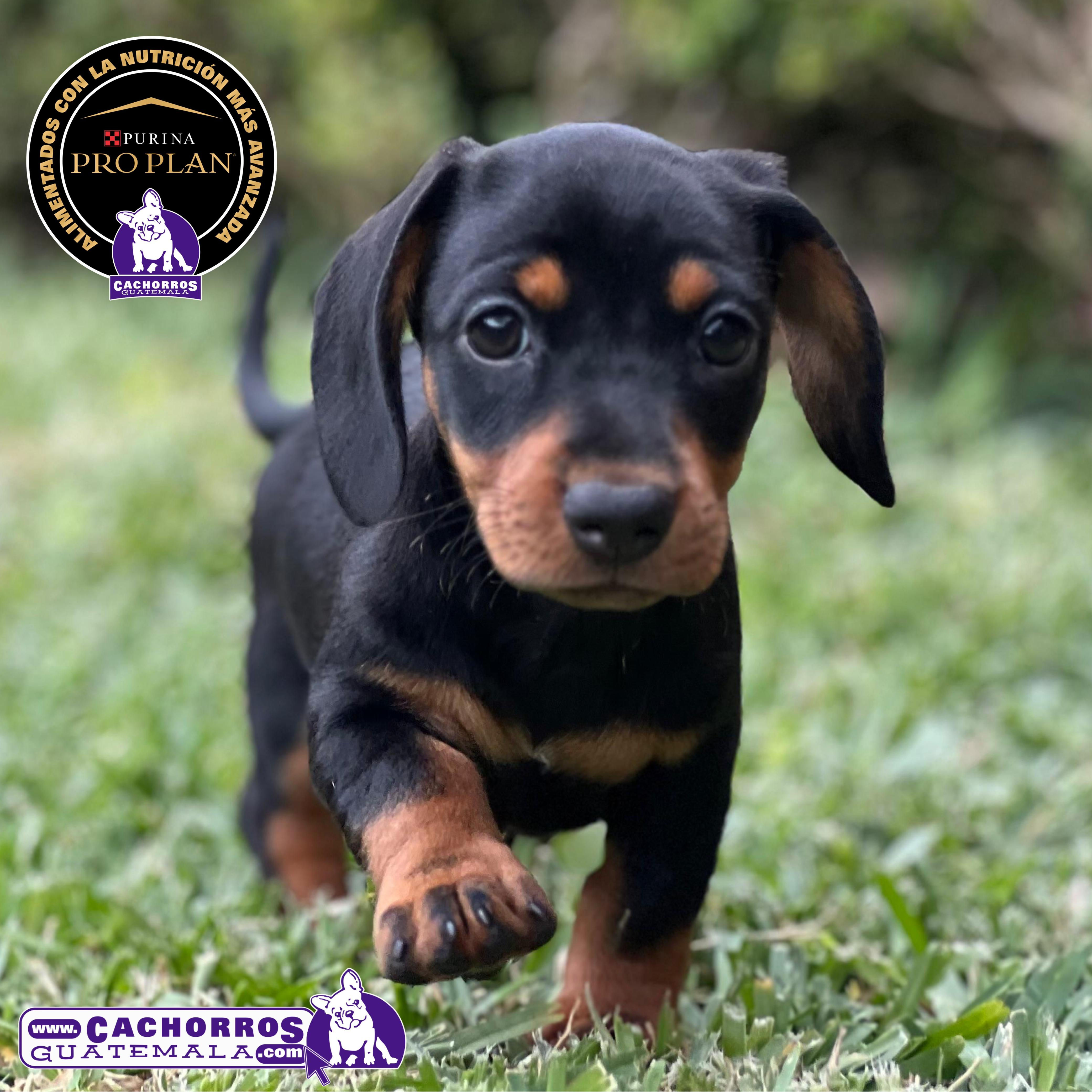 Preciosa Dachshund (Salchicha)