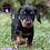 Miniatura: Preciosa Dachshund (Salchicha)