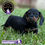 Miniatura: Precioso Dachshund (Salchicha)