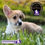 Miniatura: Hermoso Welsh Corgi Pembroke