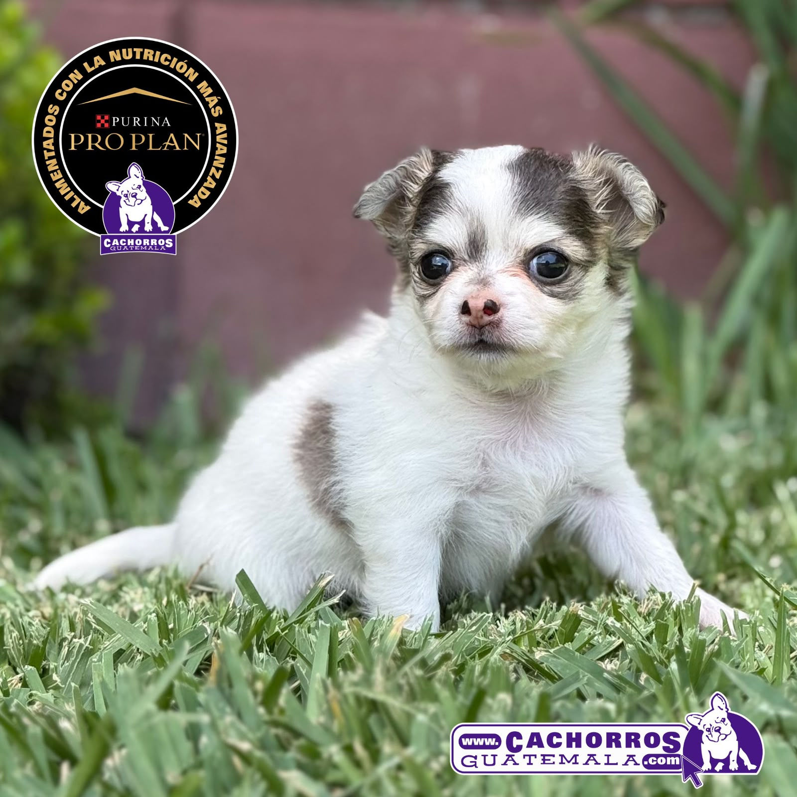 Preciosa Chihuahua