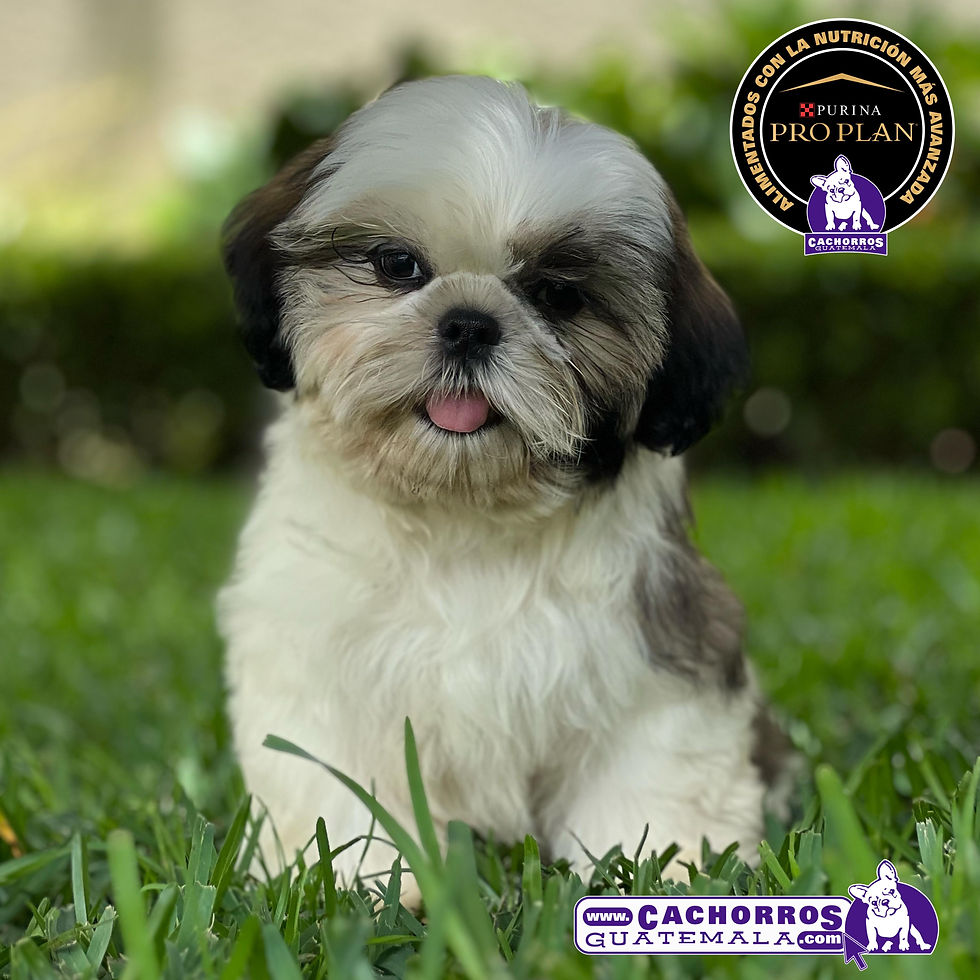 Precioso Shih Tzu