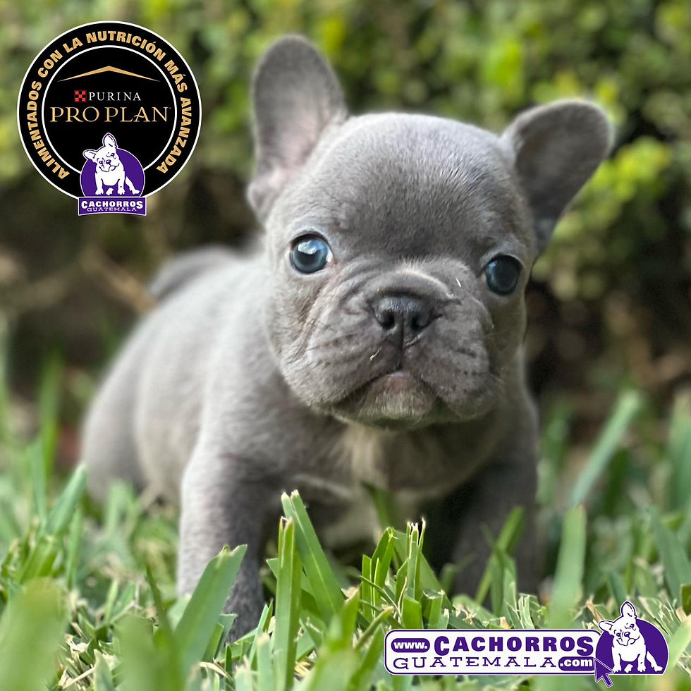 Miniatura: Precioso Bulldog Francés