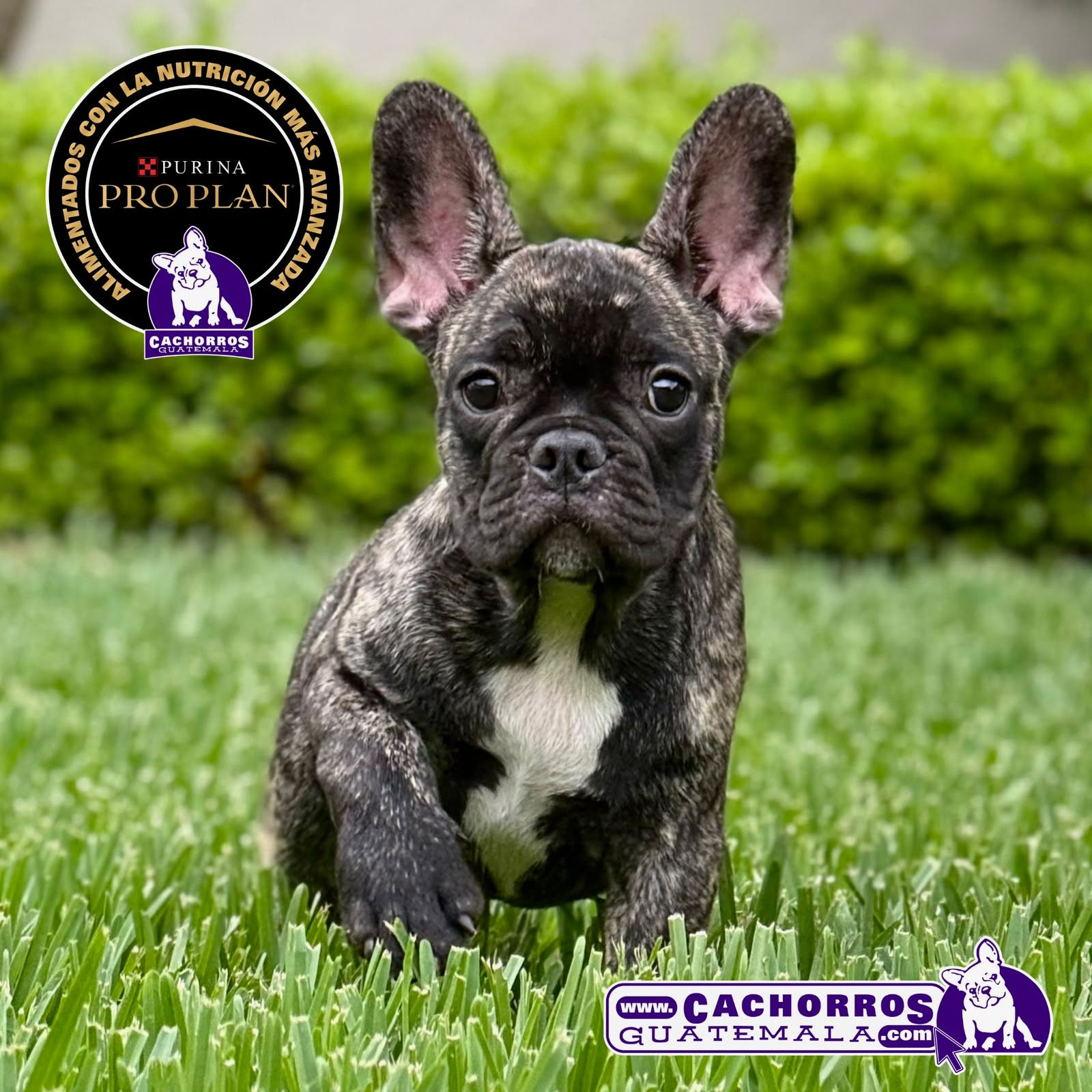 Guapo Bulldog Frances