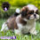 Miniatura: Hermosa Shih Tzu