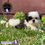 Miniatura: Preciosa Shih Tzu
