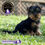 Miniatura: Guapo Yorkshire Terrier