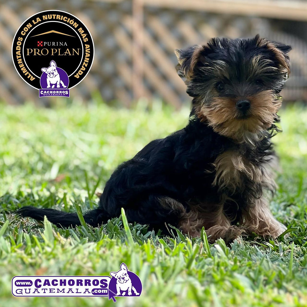 Miniatura: Guapo Yorkshire Terrier