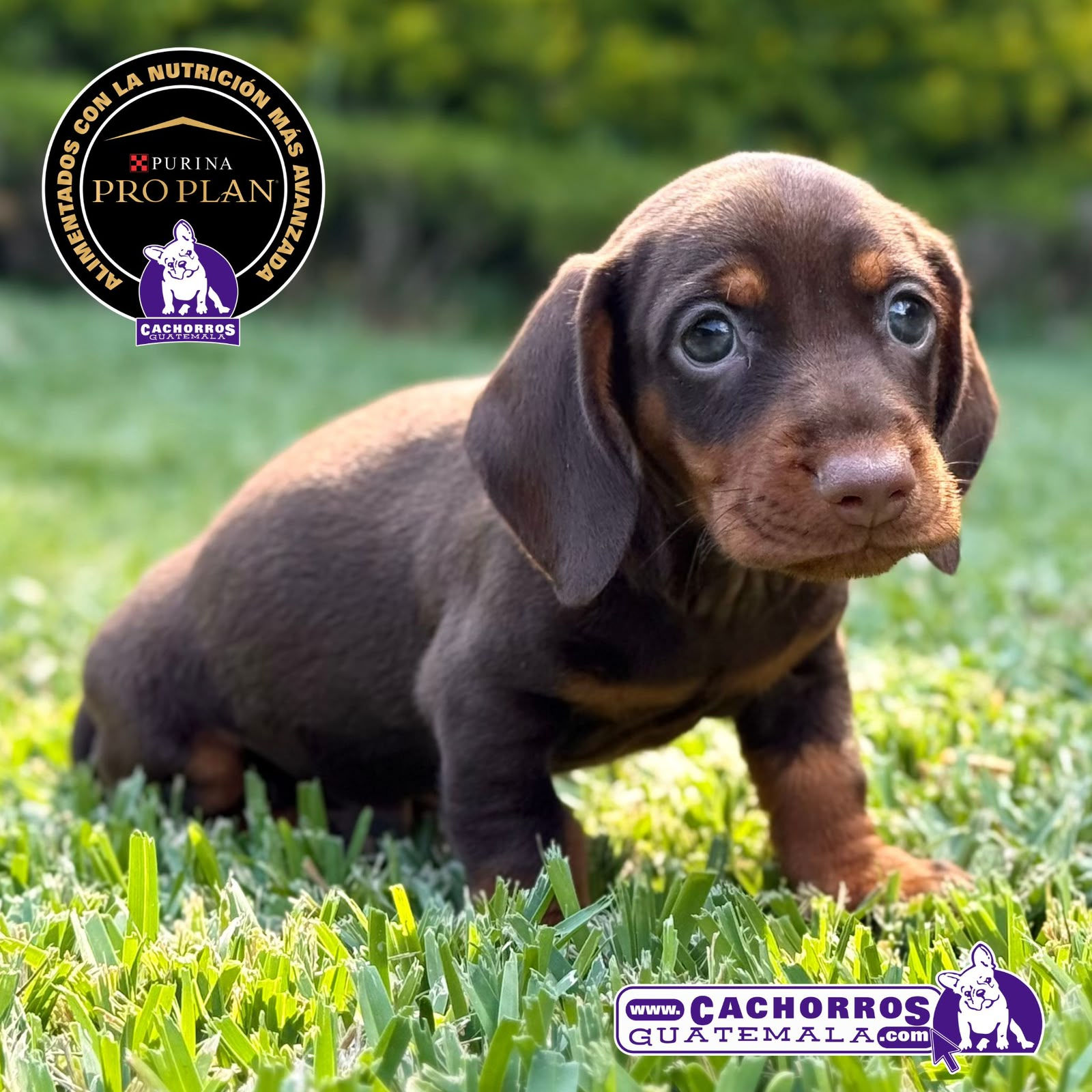 Precioso Dachshund (Salchicha)